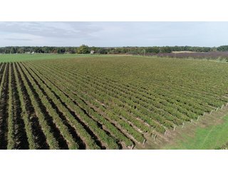 Van Buren County, Michigan Farmland - LAND AUCTION - 300+/- ACRES SPECIALTY CROP - GRAPES AND HOPS - OFFERED IN 8 TRACTS IN VAN BUREN COUNTY, MICHIGAN